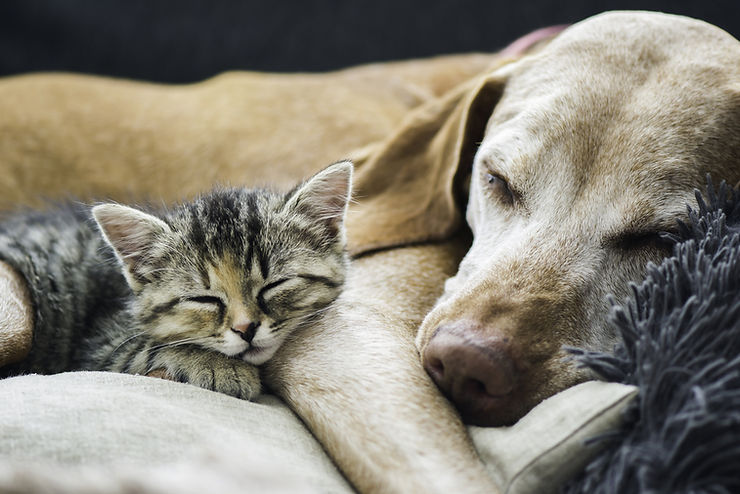 'Optimal' sleep linked with 74% lower cardiovascular risk